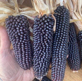 Melnā popkorna kukurūza